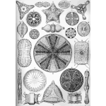 Haeckel Diatomea 4
