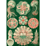 Haeckel Discomedusae 98