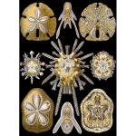 Haeckel Echinidea