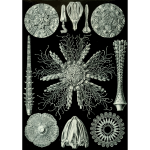 Haeckel Echinidea 60