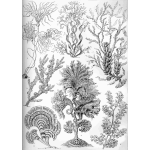 Haeckel Fucoideae