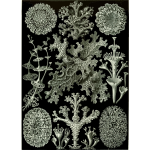 Haeckel Lichenes