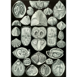 Haeckel Spirobranchia