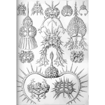Haeckel Spyroidea