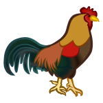 Colored male chicken
