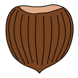 Hazelnut VI