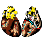 Heart Cross Section Illustration