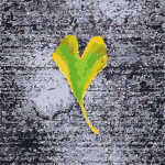 Heart shaped leaf 2015051202