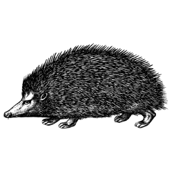 Hedgehog 7