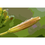 Hemerocallis Taglilie 2016122054