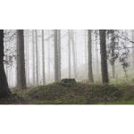 High Poly Fog Enshrouded Forest