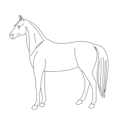 Horse 35