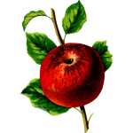 Apple fruit on a branch