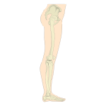 Human Legs Sideview