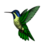Hummingbird-1721654284