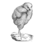 Victorian bird illustration