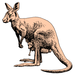 Kangaroo V