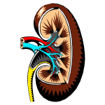 Kidney Cross Section Illustration