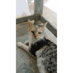 Kitty cat 2016060619