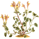 LargeFloweredScutellaria