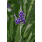 Fernleaf lavender
