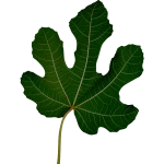 Leaf10
