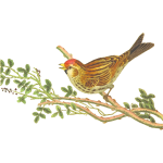 Lesser redpoll on a tree branch clip art