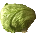 Lettuce-1624571043