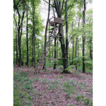 Lichtscheid Forest Again 1 2015071535