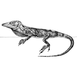 Lizard XII