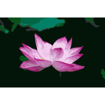 Lotus flower 978659 2016122013