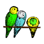 Lutz   parakeets colored
