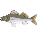 Sander fish vector