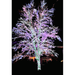 Magic Tree 2015051033