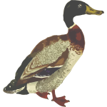 Mallard bird in full color graphics