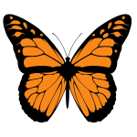 Vector image of orange butterfly with wide spread wings