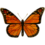 MonarchButterfly