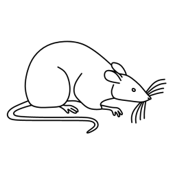 Mouse 9
