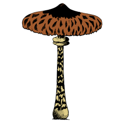 Mushroom I