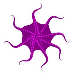 Octopus VII