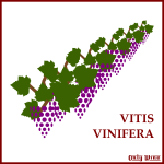 Violet grapes symbol