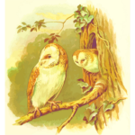 Two owls image