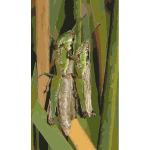 Oxya yezoensis grasshopper