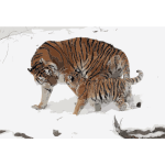 Panthera tigris altaica 13 Buffalo Zoo 2016121836