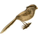 Reed parrotbill