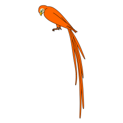 Parrot 5