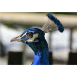 Peacock Head Closeup