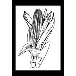 Vector illustration of ripe corn