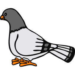 Slightly improved pigeon