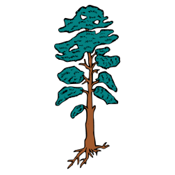 Pine 12